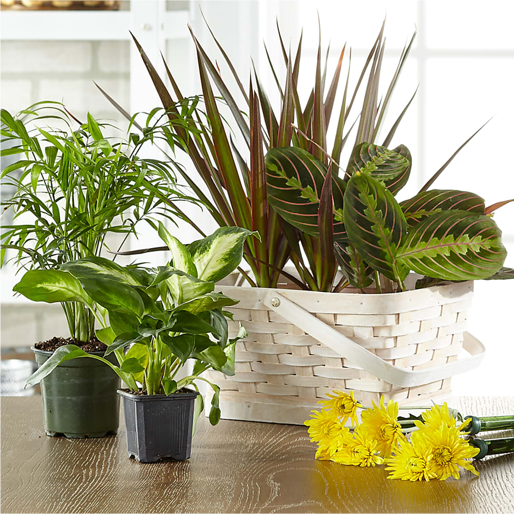 Florist Designed Blooming and Green Plants in a Basket – The Flower House, Eunice LA