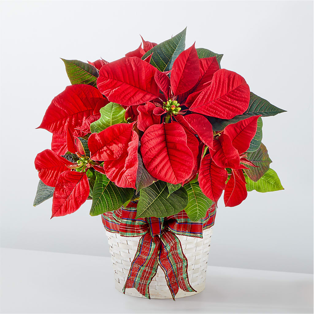 Happiest Holidays Poinsettia – The Flower House, Eunice LA