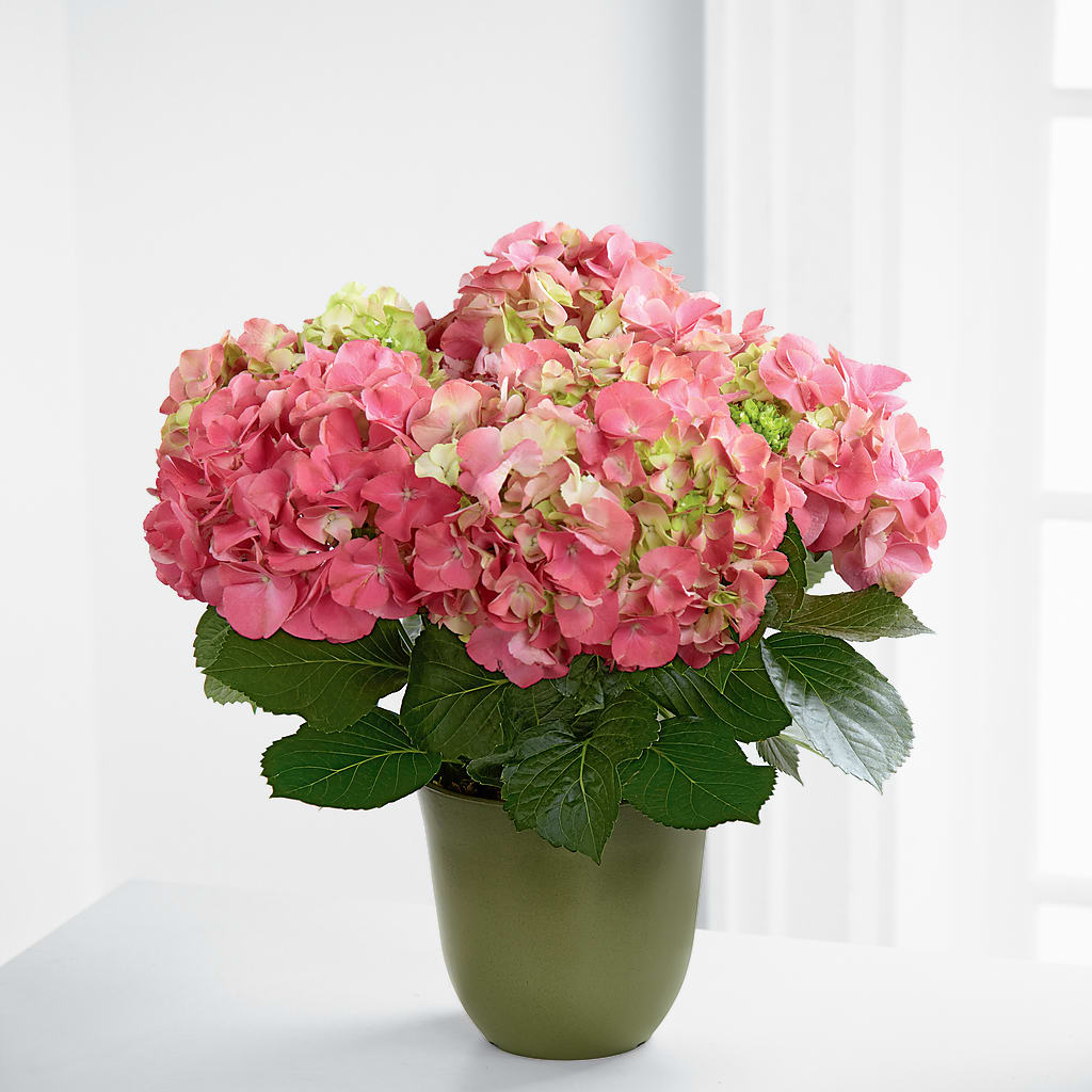 large pink indoor plant pot Pink Hydrangea Planter – flower arrangement | Eunice, LA