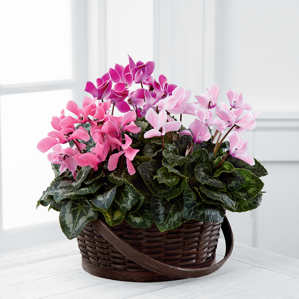 Mixed Cyclamen Planter – The Flower House, Eunice LA