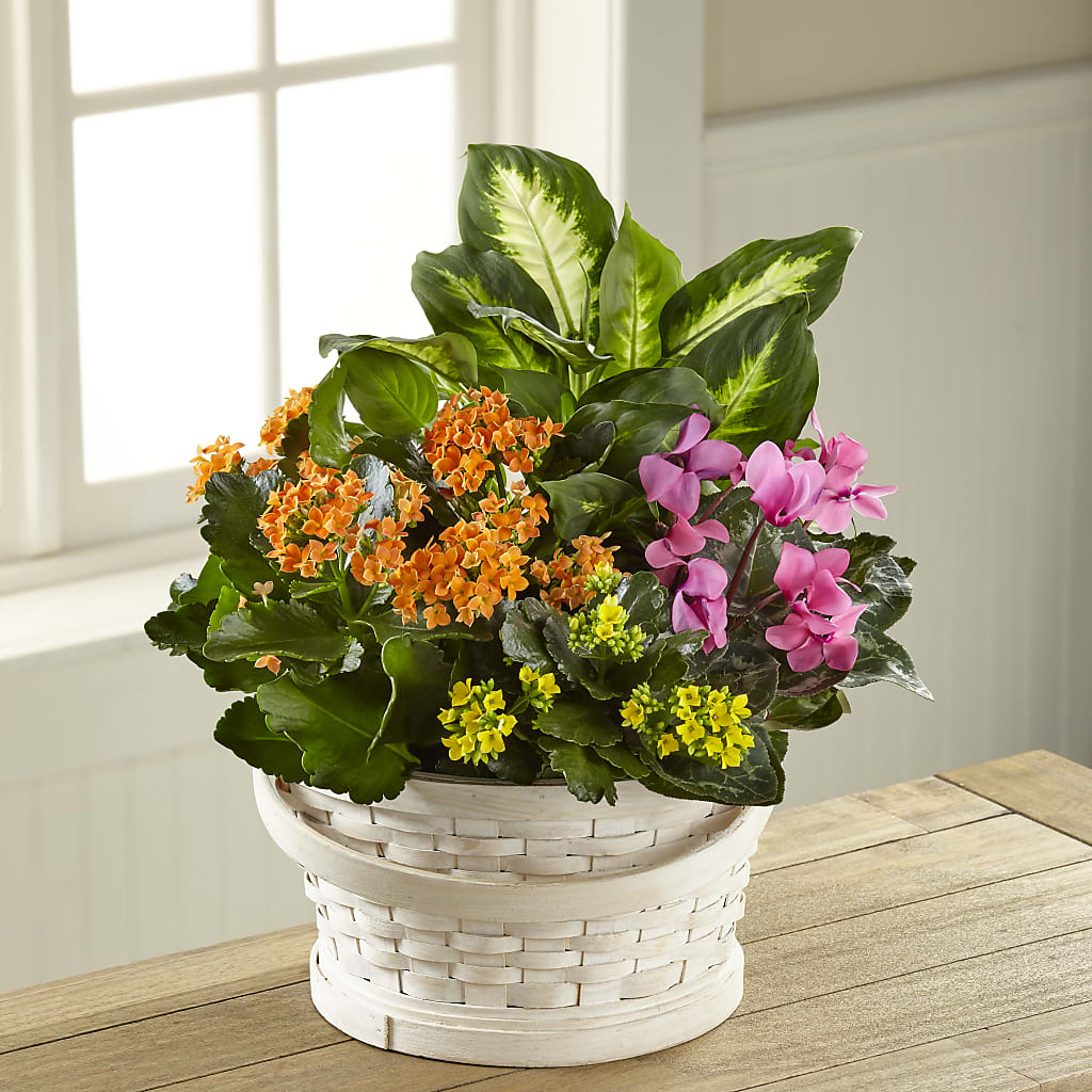 Color Crush Dishgarden – The Flower House, Eunice LA