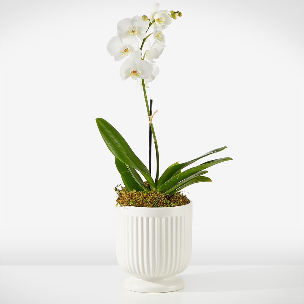Whispering White Orchid – The Flower House, Eunice LA