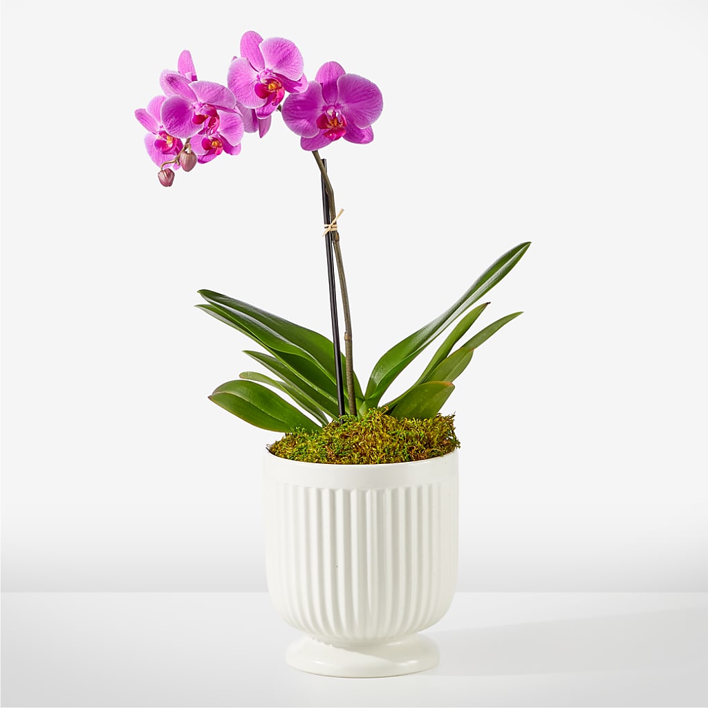 Friendly Fuchsia Orchid – The Flower House, Eunice LA