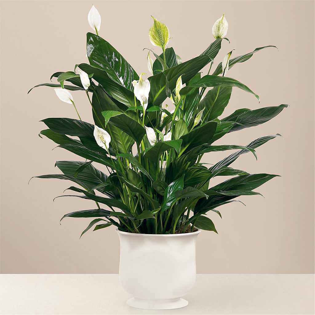 Comfort Planter – The Flower House, Eunice LA