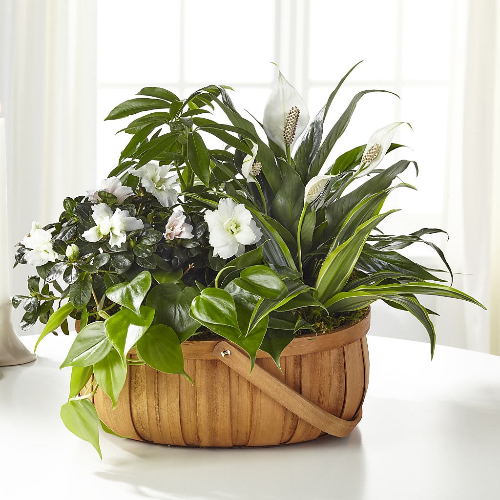 Serene Dishgarden – The Flower House, Eunice LA