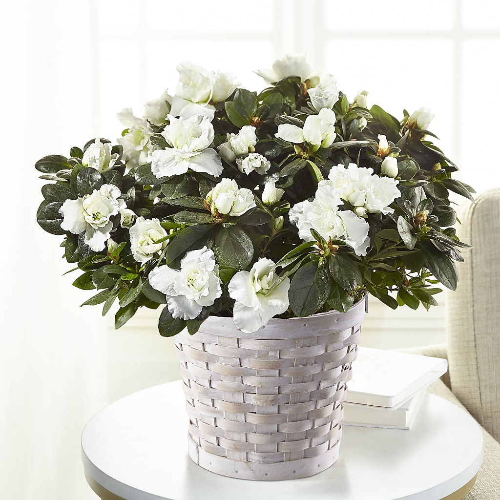 White Azalea Plant – The Flower House, Eunice LA