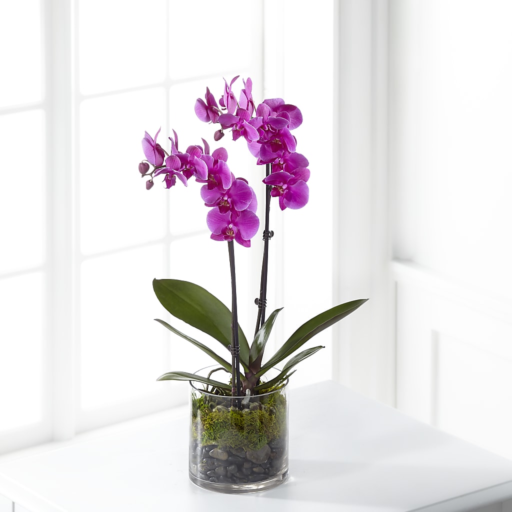 Pink Orchid Plant – The Flower House, Eunice LA