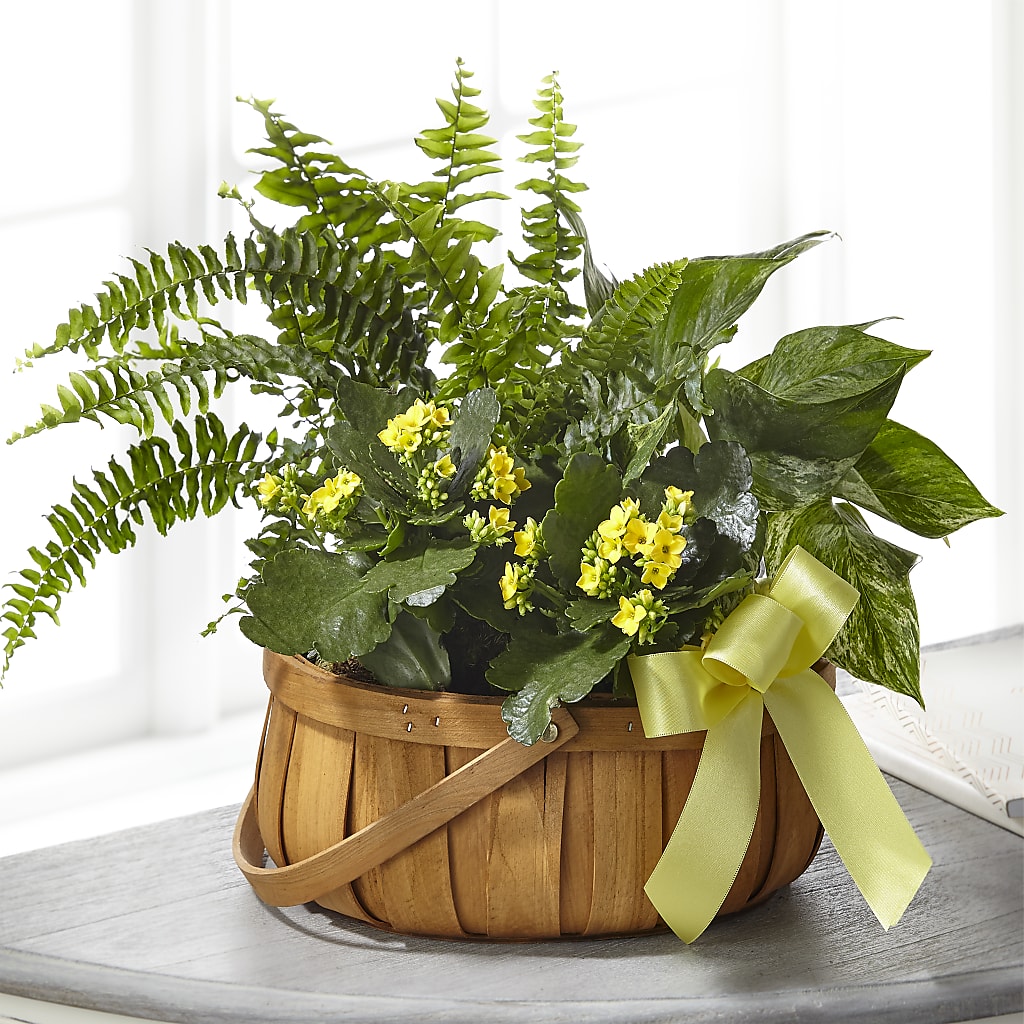 Always Dear Dishgarden – The Flower House, Eunice LA