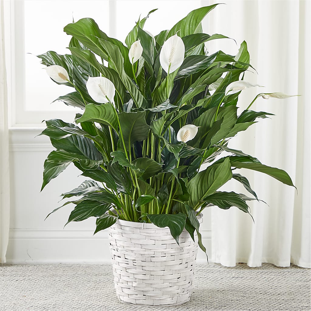 A New Leaf Peace Lily – The Flower House, Eunice LA