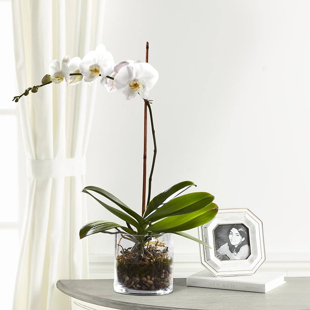 White Orchid Planter – The Flower House, Eunice LA
