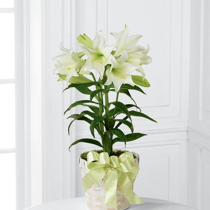 Easter Lily Plant –  The Flower House, Eunice LA