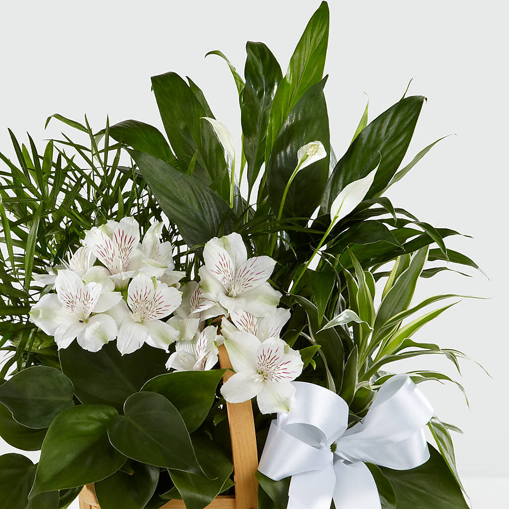 Peace & Serenity Dishgarden –  The Flower House, Eunice LA