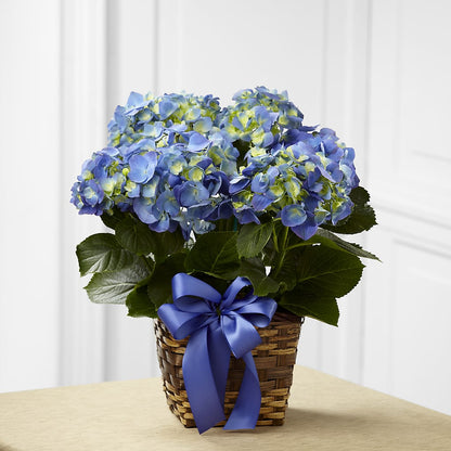 Blue Hydrangea Planter –  The Flower House, Eunice LA