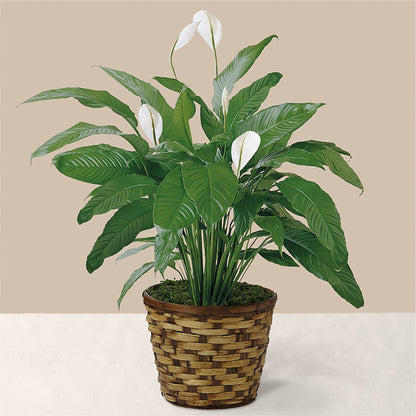Tranquil Moments Peace Lily Plant –  The Flower House, Eunice LA