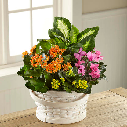 Color Crush Dishgarden –  The Flower House, Eunice LA