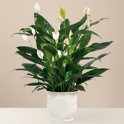 Comfort Planter –  The Flower House, Eunice LA