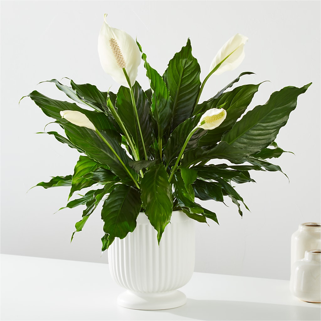 Comfort Planter –  The Flower House, Eunice LA
