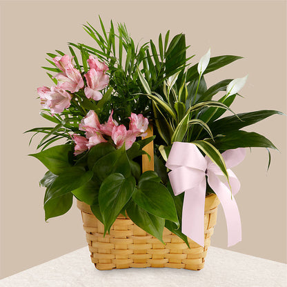 Living Spirit Dishgarden –  The Flower House, Eunice LA