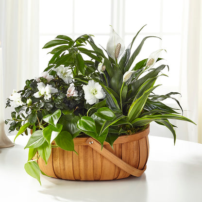 Serene Dishgarden –  The Flower House, Eunice LA
