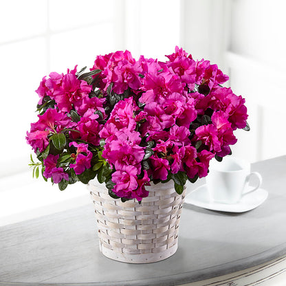 Hope & Serenity Azalea Plant –  The Flower House, Eunice LA