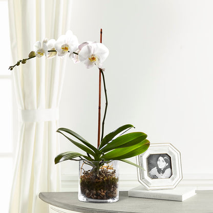 White Orchid Planter –  The Flower House, Eunice LA